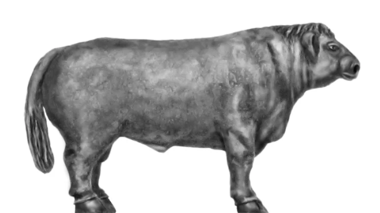 Belted Galloway herd - 4 piece set (28mm) - Image 2