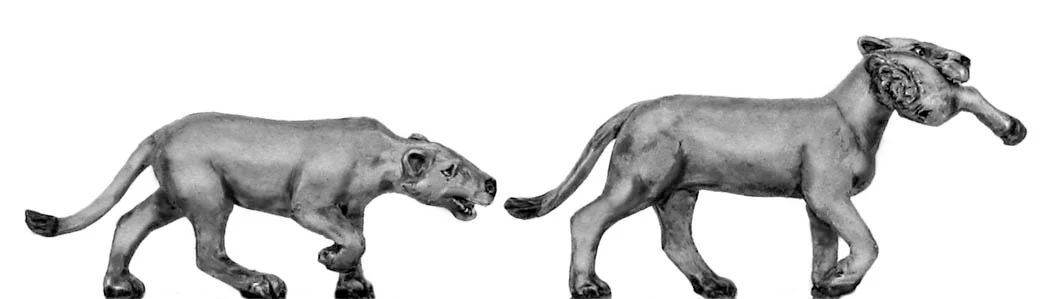Lioness (28mm)